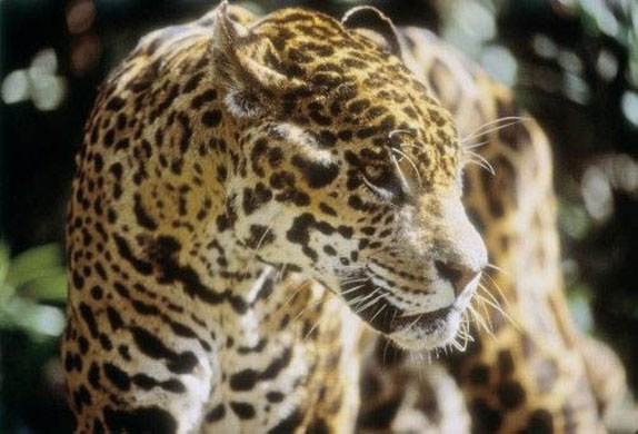 guyana jaguar