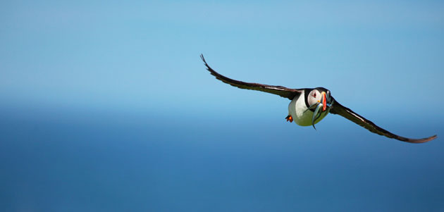 Staycation 4: Seahouses, England