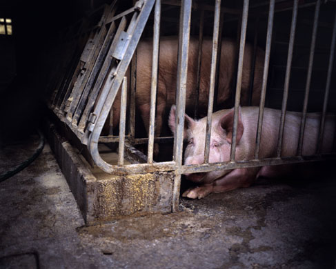 Pumpkin power in Lombardy: Mantua pig