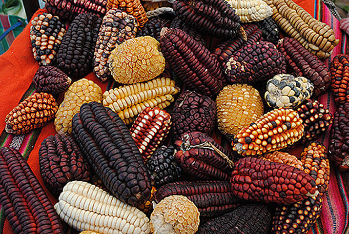 Been there red comp: Corn and maize, Pisac, Peru