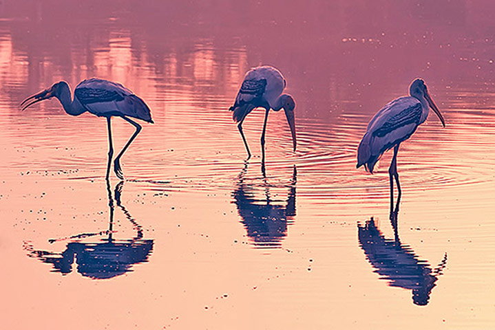 Been there red comp: Herons in the Yamuna river, Agra, India