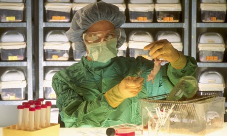 Laboratory Technician Examining Mouse