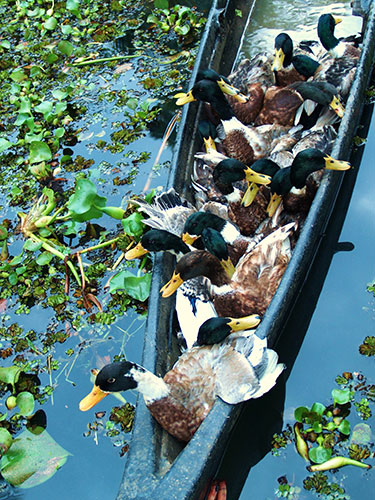 Been there May 2010: Ducks on the Kerala backwaters, India