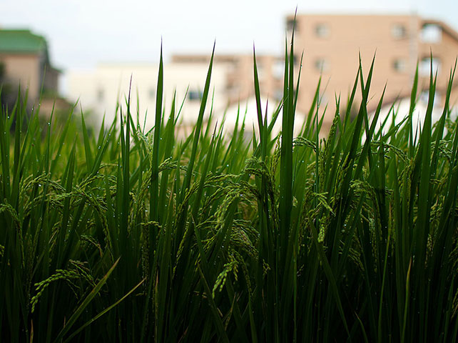 Been there: green: Green: rice paddy