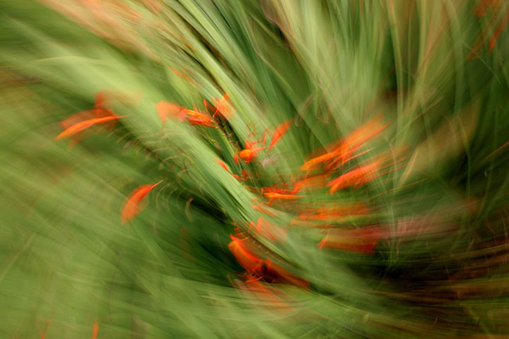 Been there: green: Green: ferns