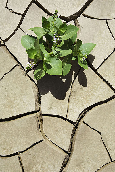 Been there: green: Green: after rain in Egypt