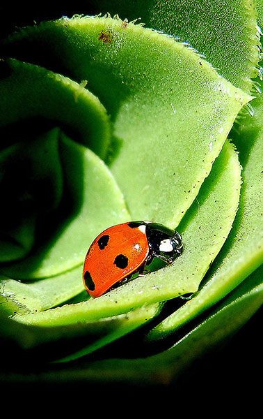 Been there: green: Green: ladybird living in the green