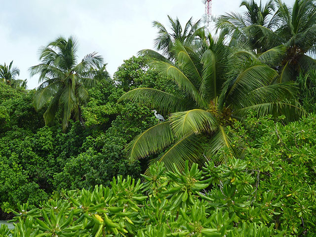 Been there: green: Green: Fihalhohi, the Maldives