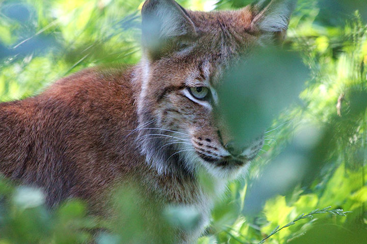 Been there: green: Green: linx