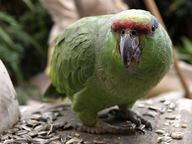 Been there: green: Green: parrot, Lima, Peru