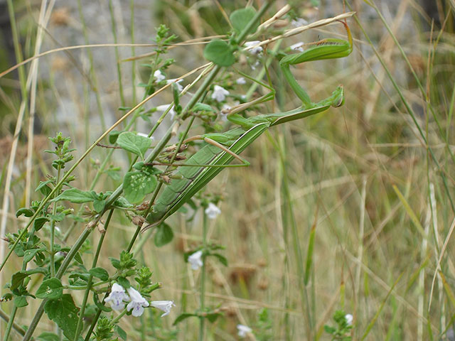 Been there: green: Green: insect in Blagaj, Bosnia and Herzegovina