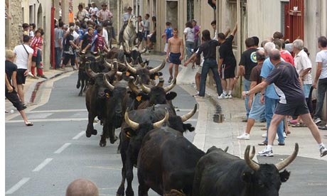 Bull ruuning, Languedoc