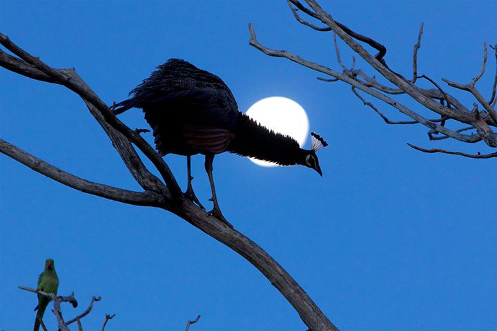 btphotocomp: Jim Hope