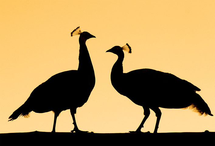 btphotocomp: Chris Mole