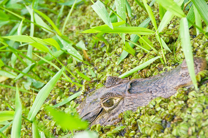 btphotocomp: James Ng