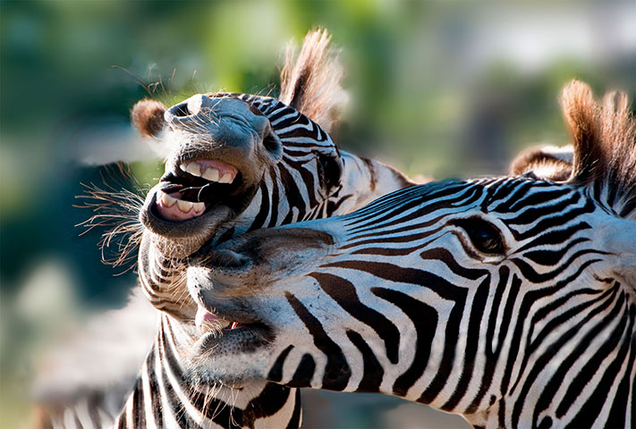 btphotocomp: Levison Wood