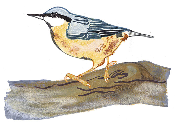 spotters guide birds: Nuthatch