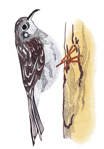 spotters guide birds: Treecreeper