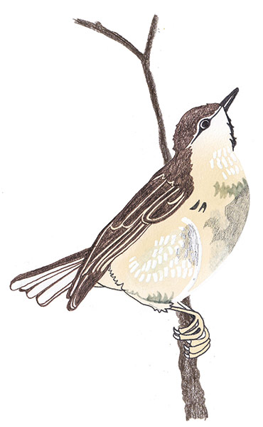 spotters guide birds: Willow warbler