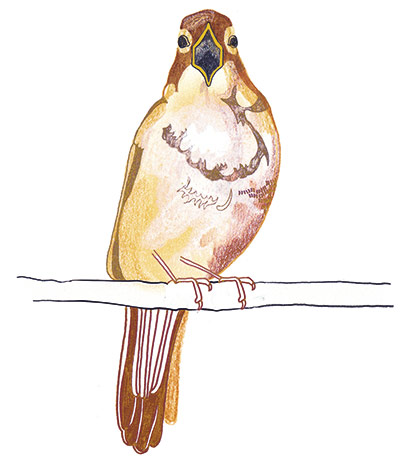 spotters guide birds: Nightingale