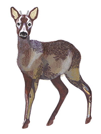 spotters guide deer: Roe deer