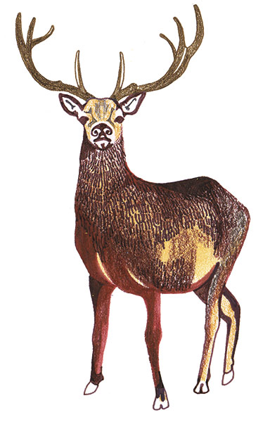 spotters guide deer: Red deer 