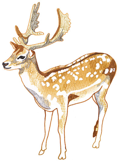 spotters guide deer: Fallow deer