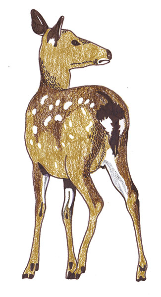 spotters guide deer: Sika