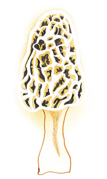 Spotter's guide to fungi: Morel