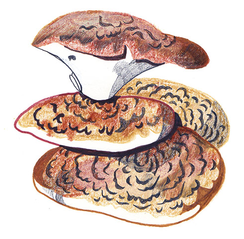 Spotter's guide to fungi: Dryad’s saddle