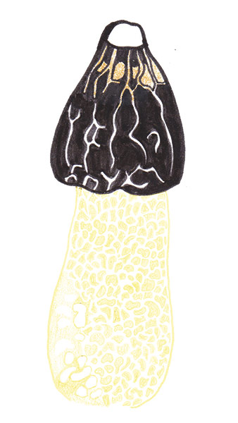 Spotter's guide to fungi: Stinkhorn