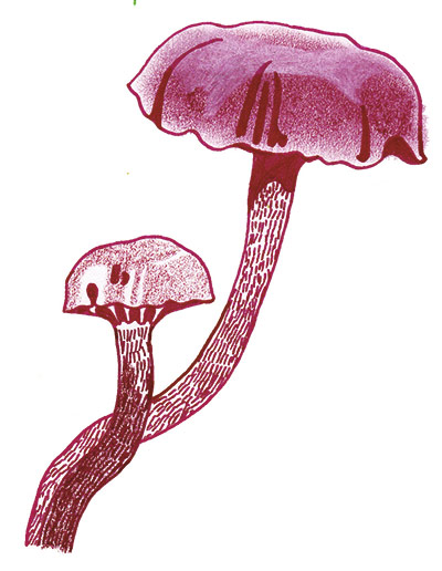 Spotter's guide to fungi: Amethyst deceiver