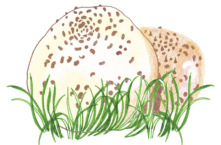 Spotter's guide to fungi: Giant puffball