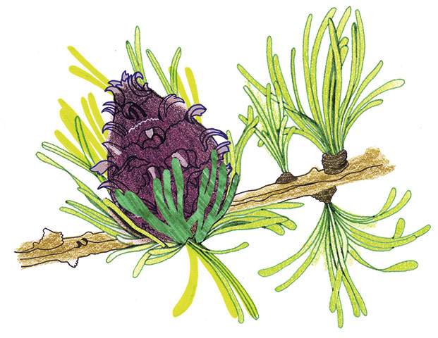 Spotters guide conifers: Larch