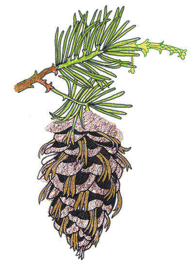 Spotters guide conifers: Douglas fir