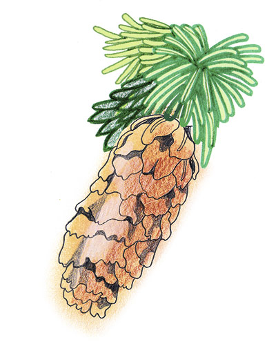 Spotters guide conifers: Sitka spruce