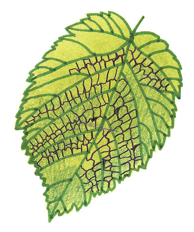 Spotters guide broad leaf: Hazel