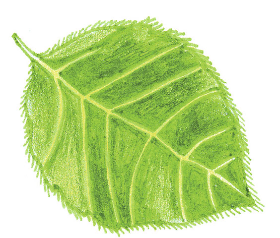 Spotters guide broad leaf: Beech