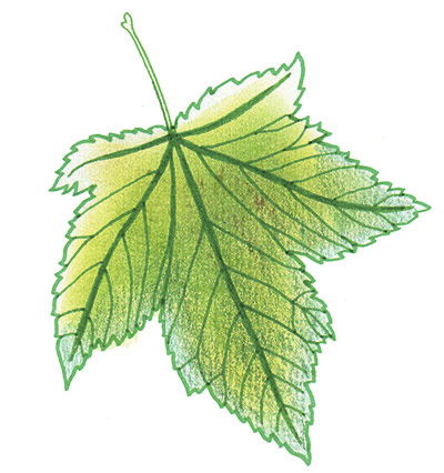 Spotters guide broad leaf: Sycamore
