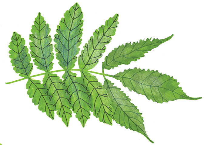 Spotters guide broad leaf: Ash