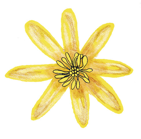 Spotters guide flowers: Lesser celandine