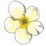 Spotters guide flowers: Primrose