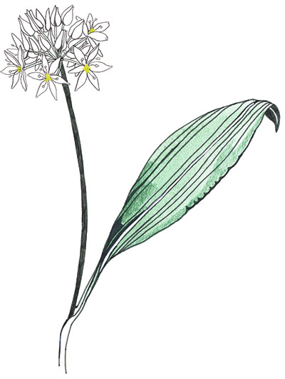 Spotters guide flowers: Wild garlic