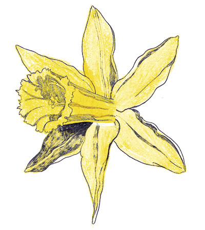Spotters guide flowers: Wild daffodil