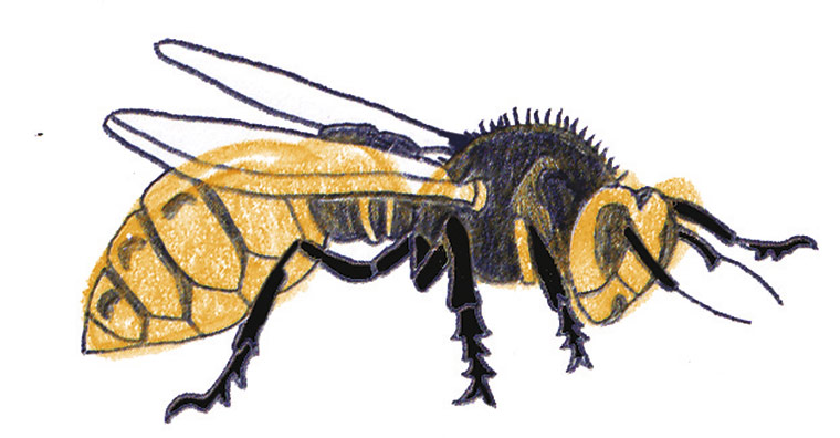 Spotters guide bugs: Hornet 
