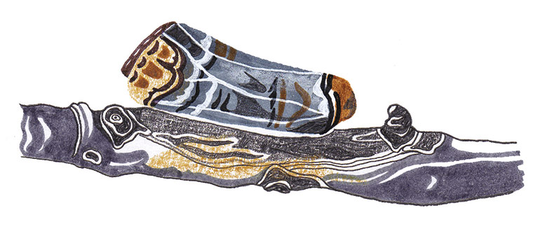 Spotters guide bugs: Buff-tip moth