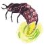 Spotters guide bugs: Glow-worm