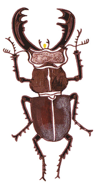 Spotters guide bugs: Stag beetle
