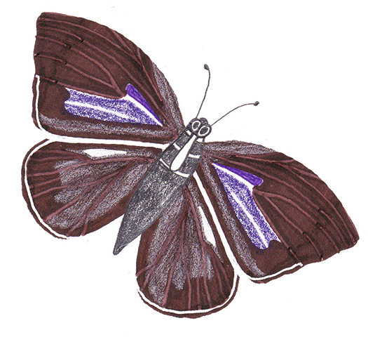 Spotters guide butterfly: Purple hairstreak