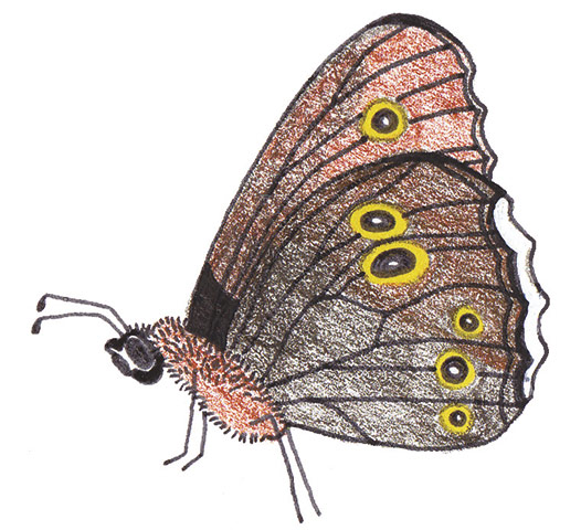 Spotters guide butterfly: Ringlet